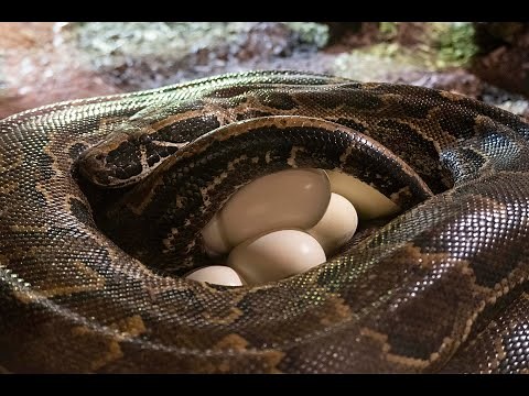 Impresionante puesta de huevos de la Pitón de Seba en BIOPARC, la serpiente más grande de África