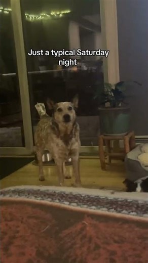 @redheelersbo_scout: Bedtime routine 😂 #dog #dogvideos