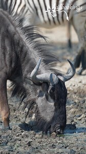 Blue Wildebeest captured at Etosha's waterholein Namibia. #namibia #etosha #bluewildebeest #safari #travel #wildlife #traveller #visitnamibia #africansafari #explore #wildlifephotography #madbookings | Nwrnamibia