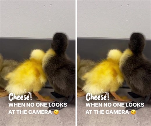 16 reactions | Yep! This happens all the time  #metzerfarms #afamilyhatchery #ducks #ducklings #waterfowl #geese #goslings #goose #mypetduck #mypetgoose #backyardflock #backyardducks #homesteadlife #homesteadding #quack #gooselover #ducklover #saycheese #ducksofinstagram #backyardchicks #chicksofinstagram #ducklingsofinstagram #homesteadersofinstagram | Metzer Farms | Facebook