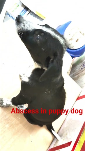 abscess in puppy dog #puppy #petlover #trendingshorts #veterinarydr