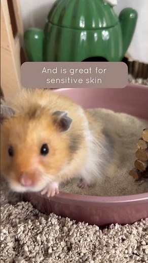 Hamster sand bath