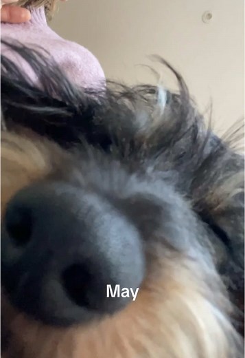 Growing Up Dachshunds: A Heartwarming Journey