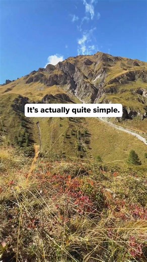 Bilberry plants grow low to the ground in alpine meadows, producing small dark berries and thriving