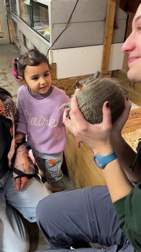 Looking for a unique animal experience in Massachusetts? Animal Adventures Family Zoo & Rescue Center has rescued animals at both its Bolton and Hubbardston locations, offering tours, encounters, and education for visitors of all ages. #VisitMA #AnimalExperience #Armadillo Visit North Central Massachusetts Discover Central Massachusetts | Visit Massachusetts