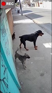 Rottweiler pretege a gato de perros callejeros | Soy Chuz