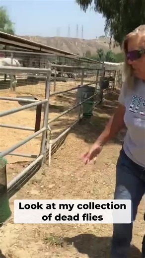 Bonnies Fly Situation in California Improved with The Ranch Fly Trap