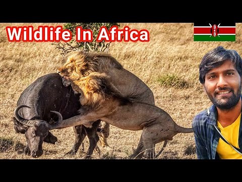 Massai Mara Jungle Safari In Kenya, Wildlife & Animal Migration Of Masai Mara Kenya