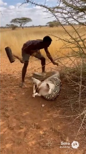 Hadzabe Hunter Forces Giant Python to Release Goat – Raw AI Wildlife Footage