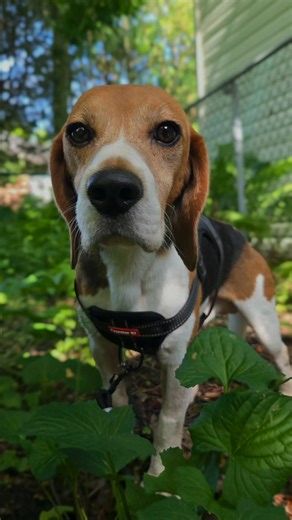 The OH CANADA Rescue Leonard and Suzuki. 2 beagles named after inspiring Canadians from the East and the West. Because it will take this entire country to know, to act and to UNITE - together to make change for animals in research in Canada. OH CANADA - we start by ending testing on dogs - we end by ending testing on all animals. JOIN US - for them. Dedicated to J, to C and to S - and friends who literally saved these souls. Xoxo https://thebeaglealliance.org/category/rescue/ #animaltestinghappe