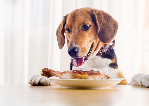 Can Dogs Eat Chicken? | PetMD