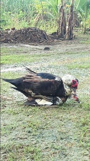 A Pair of Ducks Breeding for New Life | Duck Mating Behavior | Nature & Farm Life
