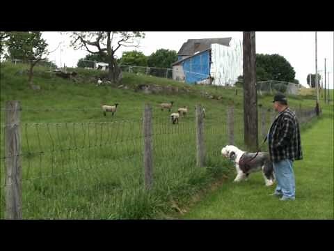 Old English Sheepdog Commands Sheep