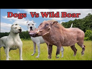Wild Boar vs Dogs | Dogs vs wild boar | Wild boar hunting by dogs | Dogs hunting wild boar