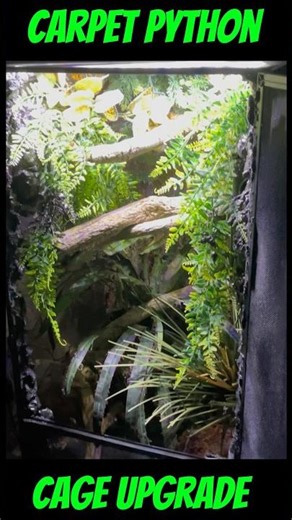 I insulated a Cage into Jungle Carpet Python ￼Paradise #reptiles #snake #carpetpython #edit #shorts