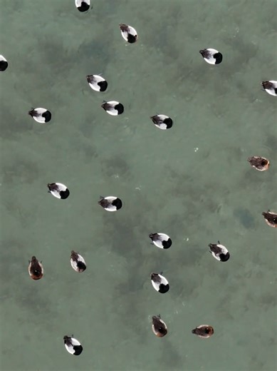 A sleeping flock of greater scaup. With their heads tucked in for a nap, they