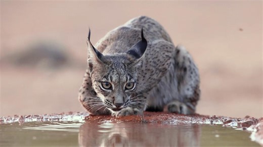 Biodiversity targets endangered as wildlife populations decline