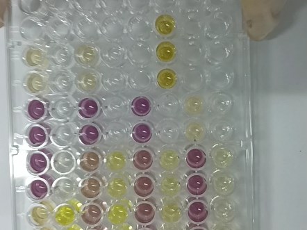 好看的实验瞬间（DPPH自由基清除）