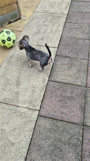 alfie & his football ! bless him 😊😜