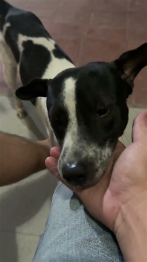 Puppy happy when see its owner #puppy #dog #animals #shorts