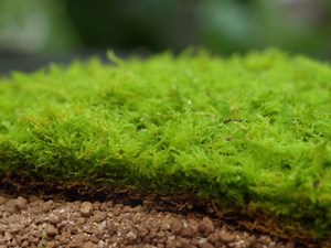 Live Moss Variety Pack – 3 Real Moss Types (Each 3.5"x7"), Decorative Moss for Terrariums, Bonsai, Fairy Gardens, and Plant Craft Projects – Reusable, Naturally Grown, Not Artificial