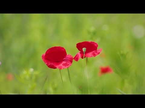 In Flanders Field - Fairlop Brass Band