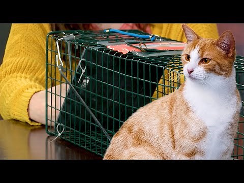 How To Trap A Cat