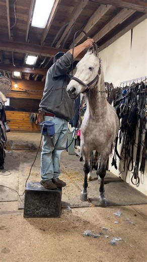 NWS SPENCER (gray and not a rescue) and SBR MIKEY ( chestnut and is a rescue). | Saddlebred Rescue