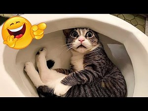 😹🐾 Nonstop LOL! Funniest Cats and Dogs Compilation 2025