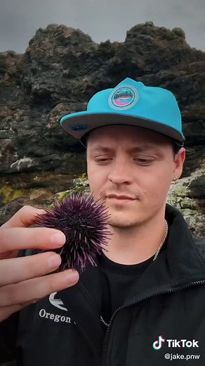 Sea Urchin Overpopulation and Otter Predation in the Western United States
