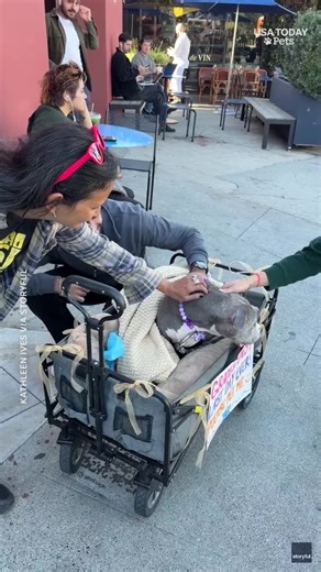 "Gracie's Best Last Day Ever. Please pet me." And strangers showed up. #usatodaypets | Cape Cod Times