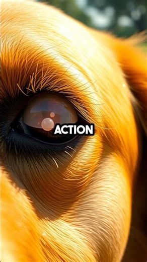 Dogs Have a Sneaky Third Eyelid 👀 #dogs #facts #shorts