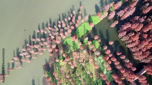 Aerial view of metasequoia forest in Dalianhu Lake, Qing'xi Suburban Park, Shanghai, China in early December. The red and green leaves make the perfect autumn color palette. 4K real time drone footage