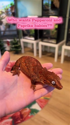 Madi’s Gargoyles 🐉🔥 on Instagram: "Pepperoni decided to take an off year but hopefully I’ll get some cute babies in 2026🤗 #reptilekeeper #reptile #gargoylegecko #geckos #breeding"