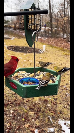 Quick start to today’s live feed. Can you identify the twelve different types of birds. See the species list in the comments. #livefeed #backyardbirds #birdfeeder #kingsyard #marylandbirds