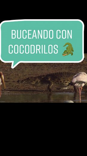 En este documental veremos como los buceadores graban a los cocodrilos bajo el río nilo, en África. #documental#documentaldeanimales#animalessalvajes#cocodrilo #reptiles#wildanimals#fauna#animales#animalesdeafrica