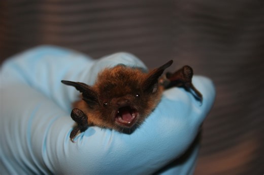 See a bat, take a photo. N.J. wildlife experts seek help tracking bats.