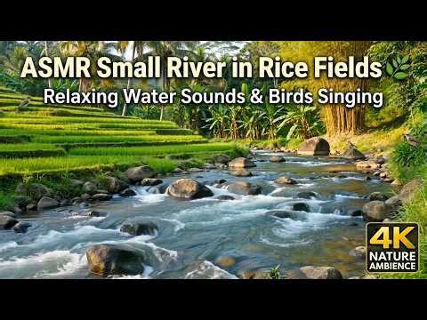 ASMR Small River in Rice Fields 🌿 Relaxing Water Sounds & Birds Singing | Nature Ambience 4K