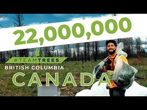 Using Trees to Bring a Landscape Back to Life in British Columbia