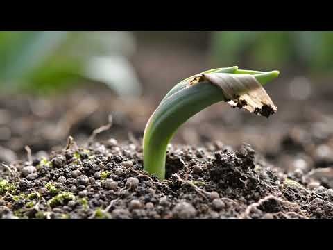 Tulip Growing from Soil - Time Lapse of a Tulip Emerging