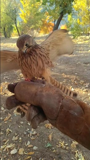 My Kestrel Flies to Me Every Time I Call!🦅 | Amazing Falconry Training.🔥