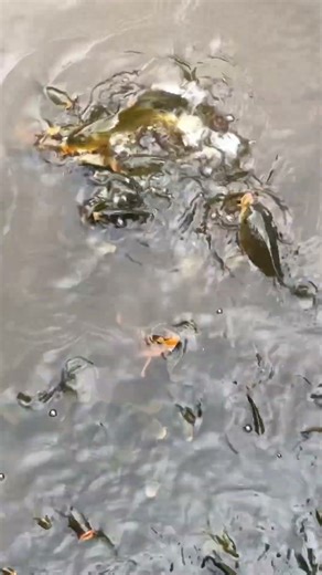 The Magic of Fish Lake 🐟