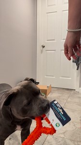 Enzo, Chief Quality Inspector Reporting for Duty 👀 Happy Staffy Co delivery just arrived. PowerFlex™ Jungle Trek Collection inside. 5 toys. TouchTech™ Nylon and natural rubber. Each with different features. I'm conducting a full inspection. Box integrity. Smell test. Contents verification. My standards are extremely high. She knows this. After hours of chewing, I approve. Get your dog some. | Happy Staffy Co.