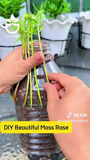 Old Garden Official (@oldgarden.official) - Create Stunning DIY Moss Roses for Your Garden