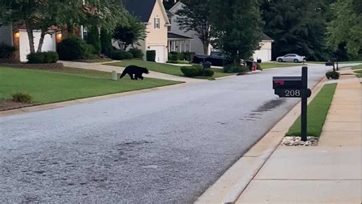 Video shows bear running through Travelers Rest neighborhood