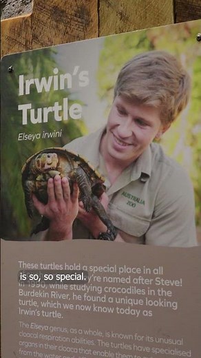 Shell-ebrating Irwin’s Turtle | International Turtle Day