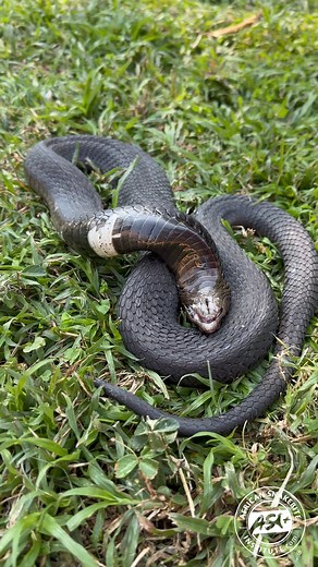 Rinkhals (Hemachatus haemachatus) are one of the best actors when it comes to snakes playing dead. They perform this act when they are faced with a threat and can't escape. Rinkhals will often roll over, sometimes open the mouth, and lay motionless waiting for the threat to pass. They won't hesitate to bite if picked up. #rinkhals #snake #thanatosis #snakes #reelschallenge #wildlife #africansnakebiteinstitute #snakewareness #snakeeducation | African Snakebite Institute