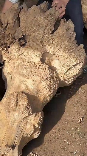 They Turned a Massive Tree Root Into the Most Unique Chair Ever! #MindBlownFacts #LearnSomethingNew #DidYouKnow #FunFacts #DailyKnowledge | TrendHive