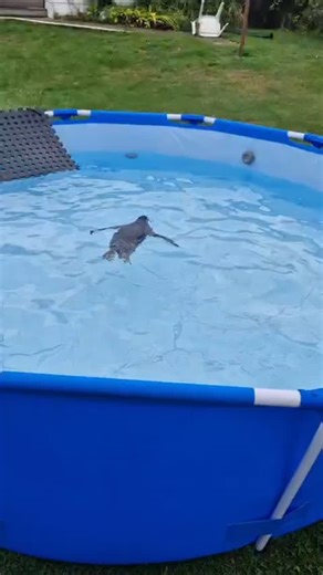 192 reactions · 25 shares | Today is World Penguin Day. For the last...