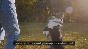 Dog Training Commands